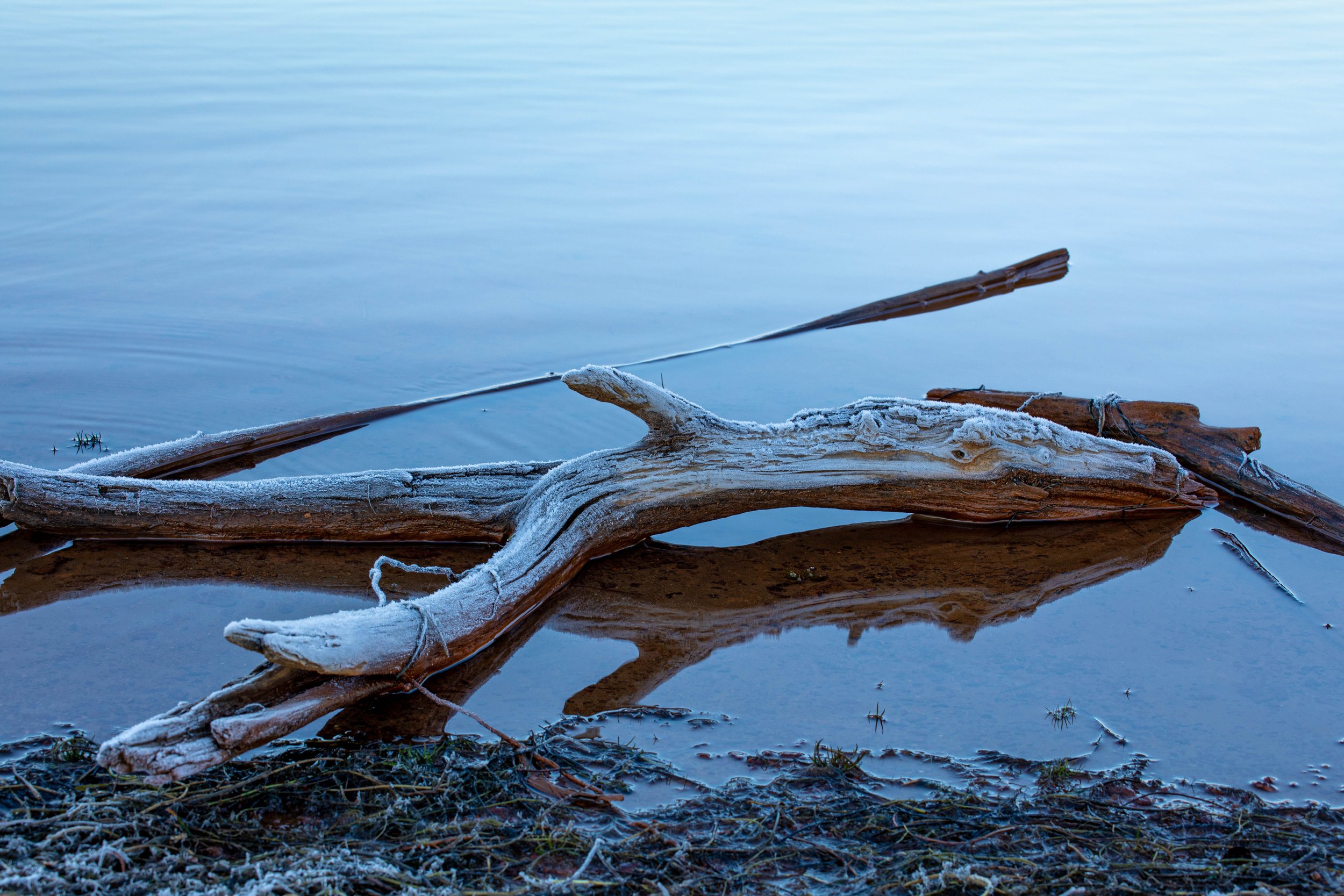 Frost-covered driftwood and small twigs on a calm body of water with a reflective surface.