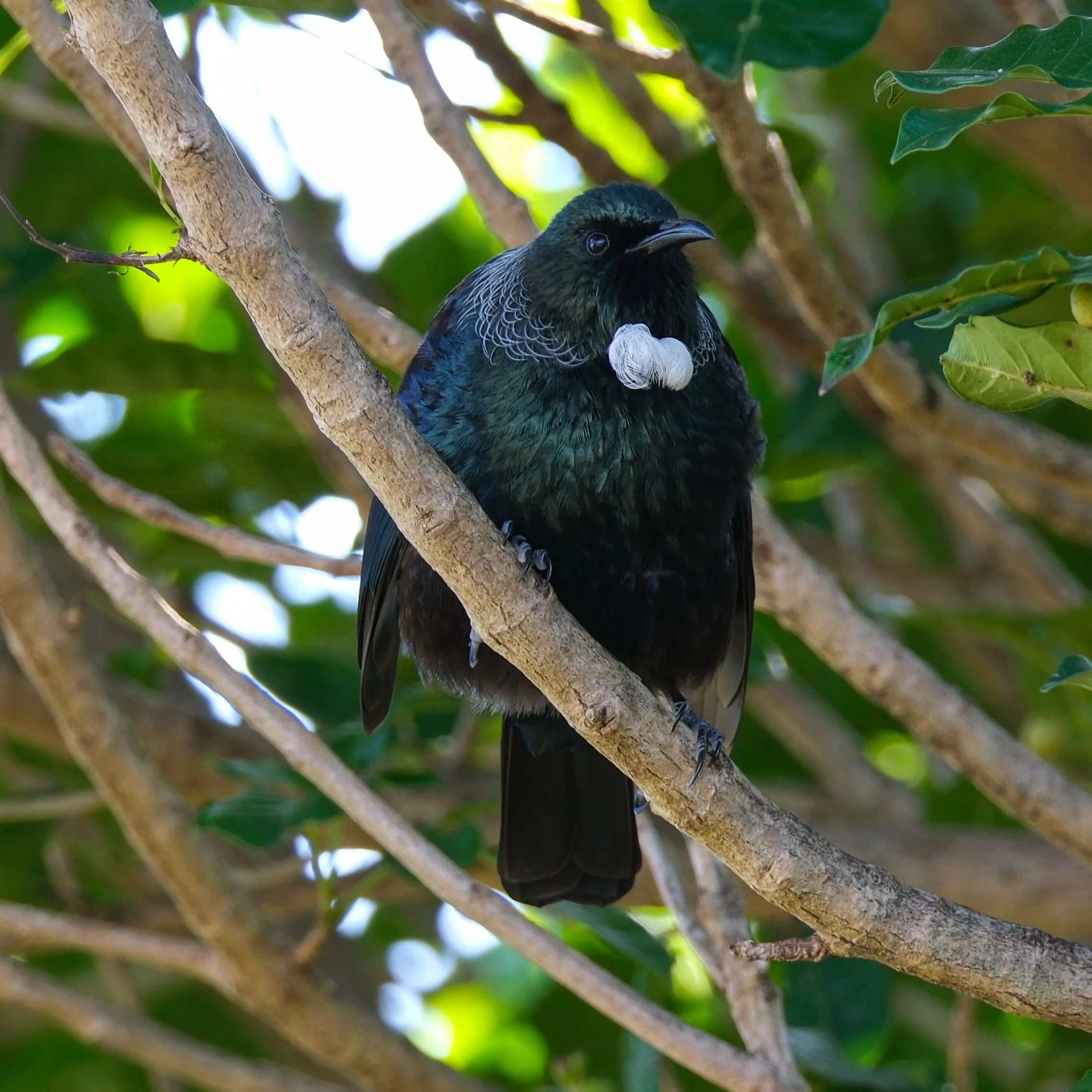 A bird perched on a tree branch with a necklace of white beads around its neck, surrounded by green leaves.