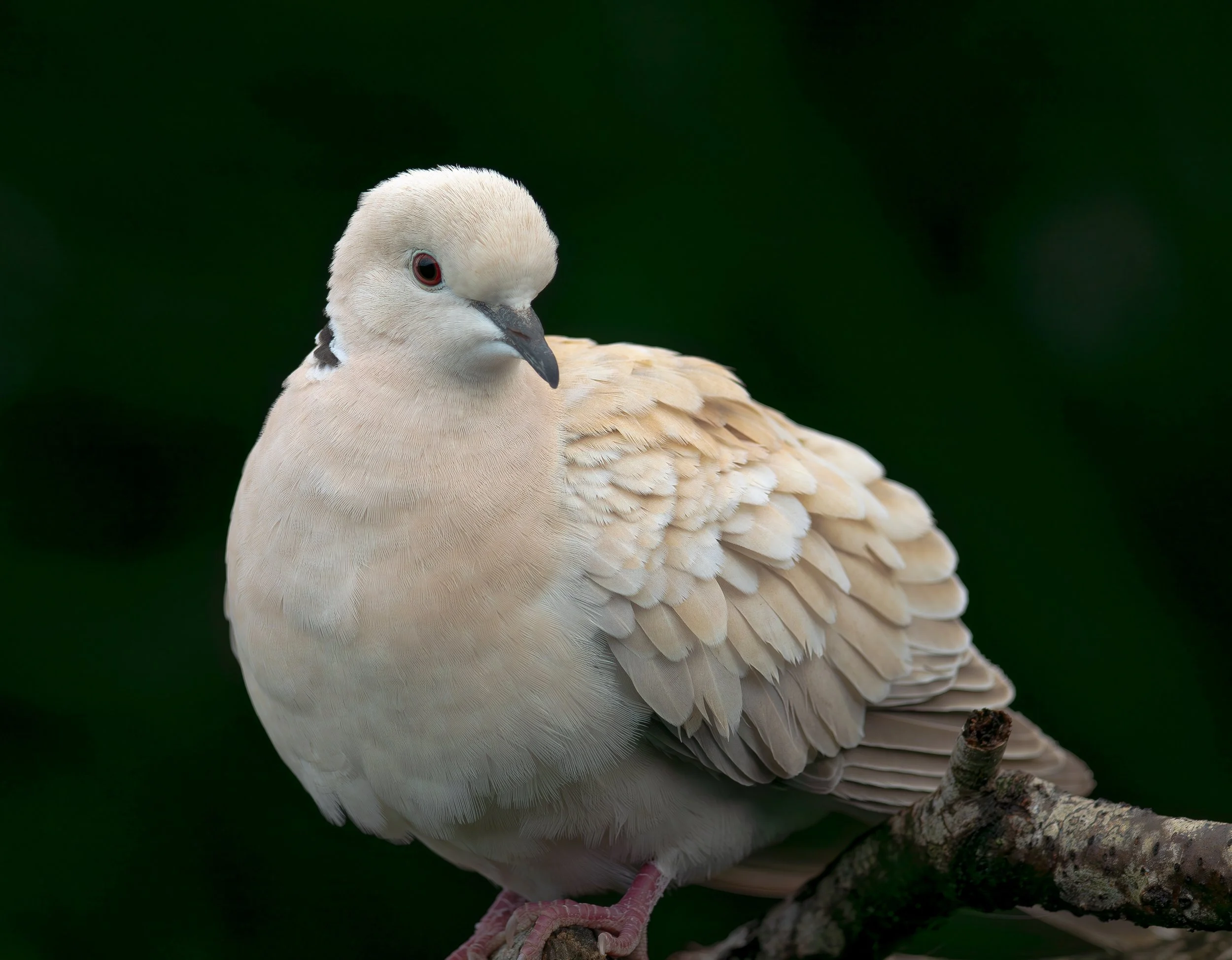 A close-up of a white dove or pigeon perched on a tree branch with a dark green blurred background.