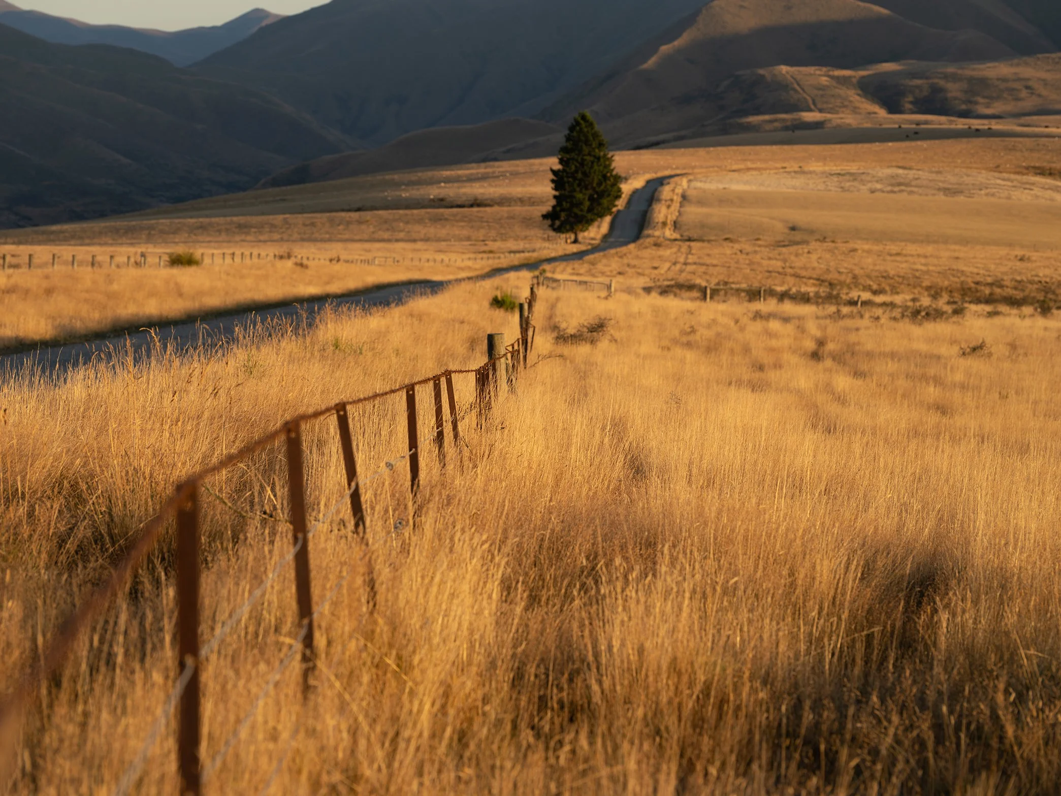 A rural landscape featuring a dirt road winding through golden fields, a lone tree, and mountains in the background during sunset.