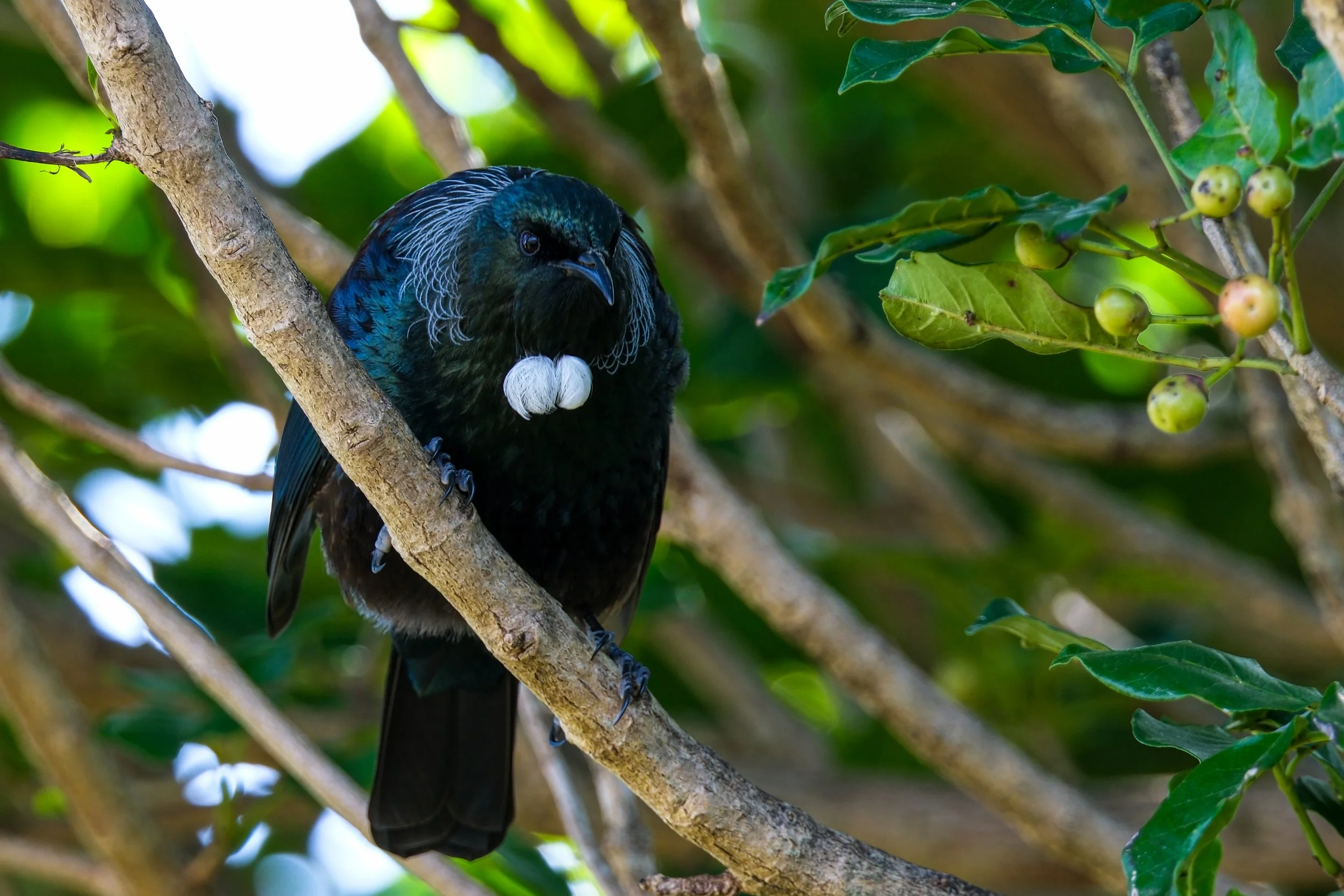 A vibrantly colored bird perched on a tree branch in a green leafy environment