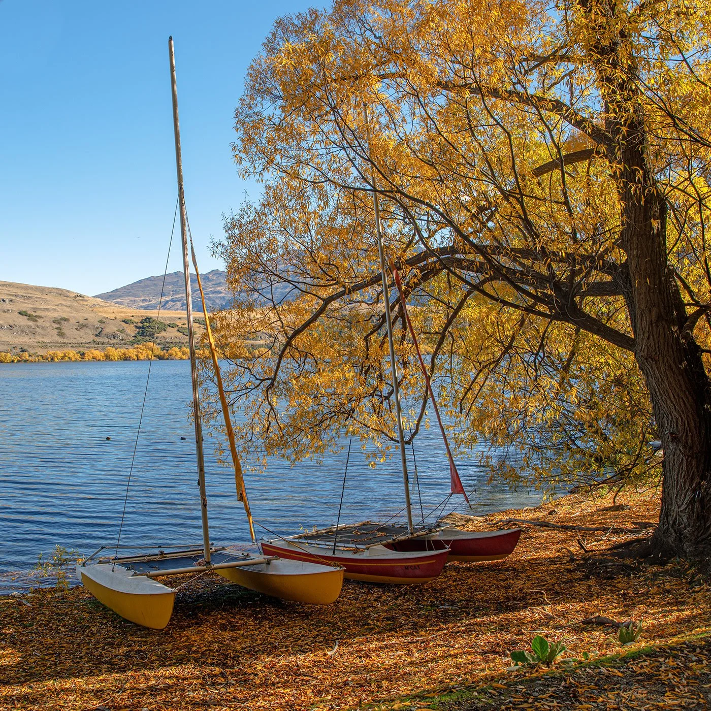 Three sailboats resting on the shore of a lake with a large tree with yellow leaves overhead and mountains in the background during autumn.