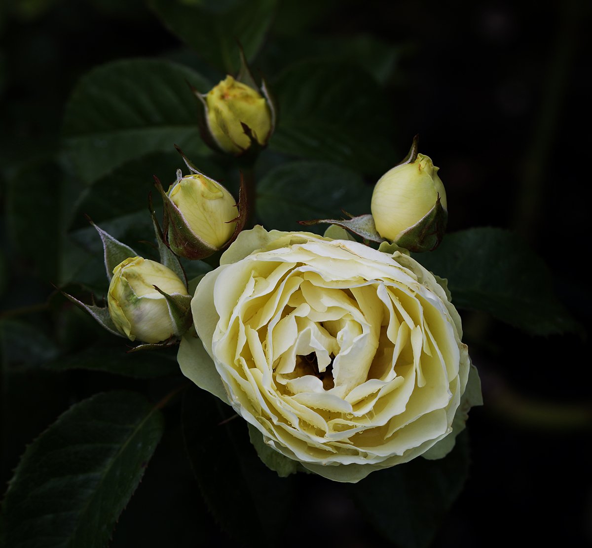A fully bloomed cream-colored rose with several rosebuds and dark green leaves in the background.