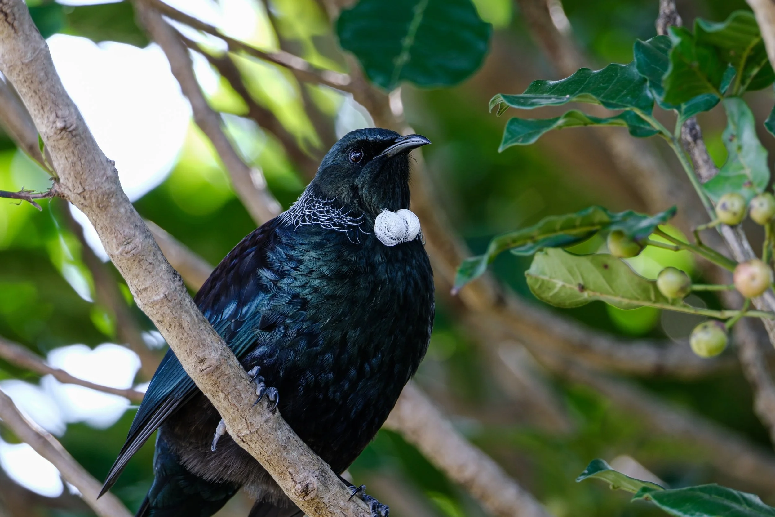 A black bird with iridescent blue feathers and a white neck ring perched on a tree branch surrounded by green leaves and small green berries.