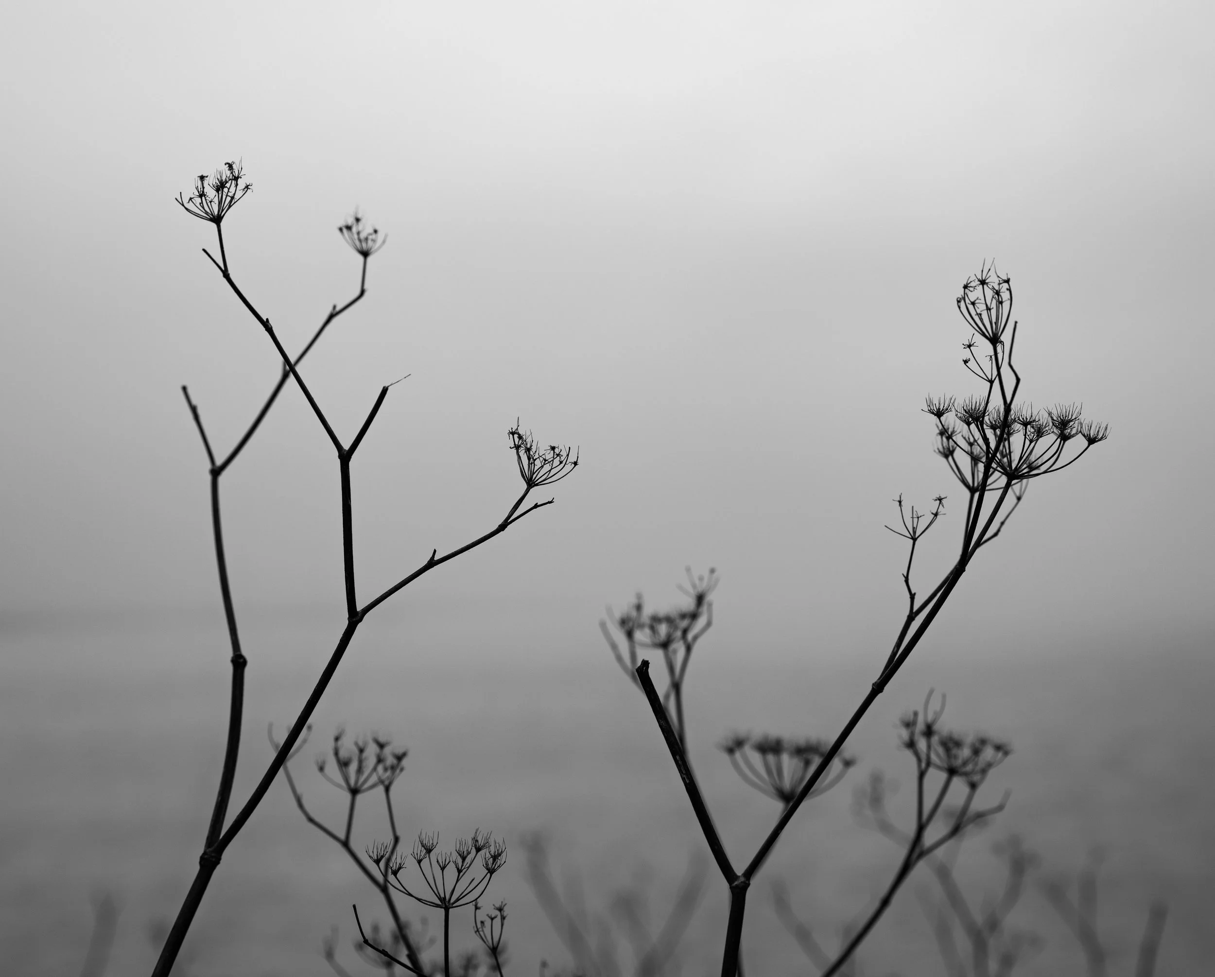 Black and white photo of leafless plant stems with seed pods against a blurred horizon and sky