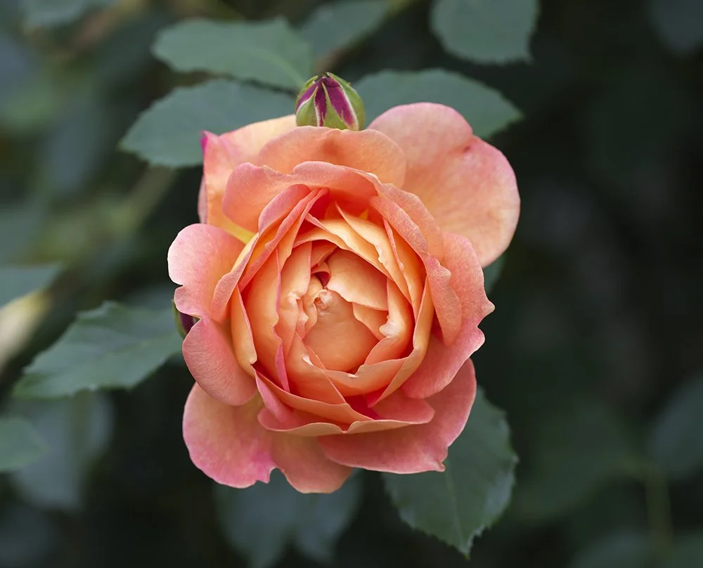 A close-up of a peach-colored rose in full bloom with green leaves in the background.