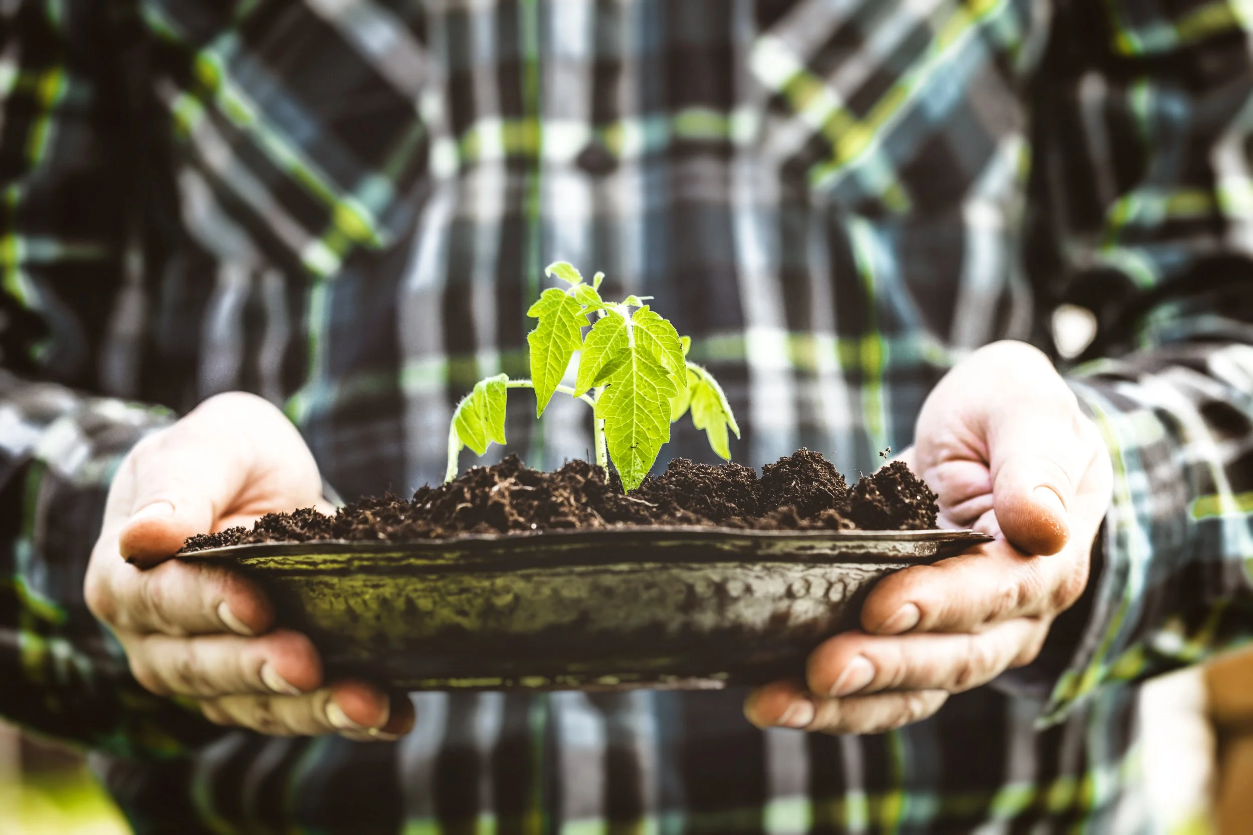 The 10 Most Important Aspects of Regular Lawn Care