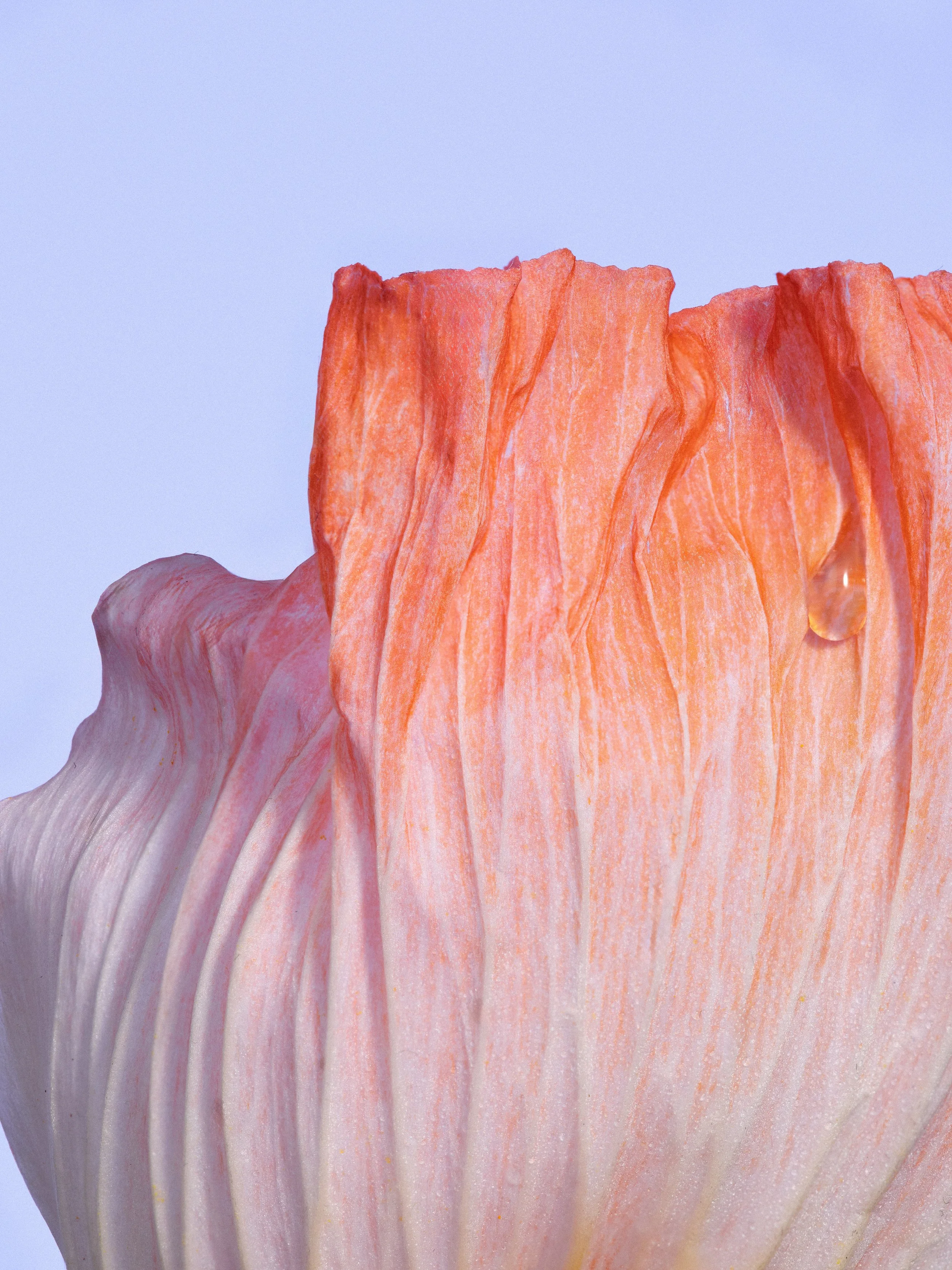 FLEURS-2016-FOCUS copie.jpg