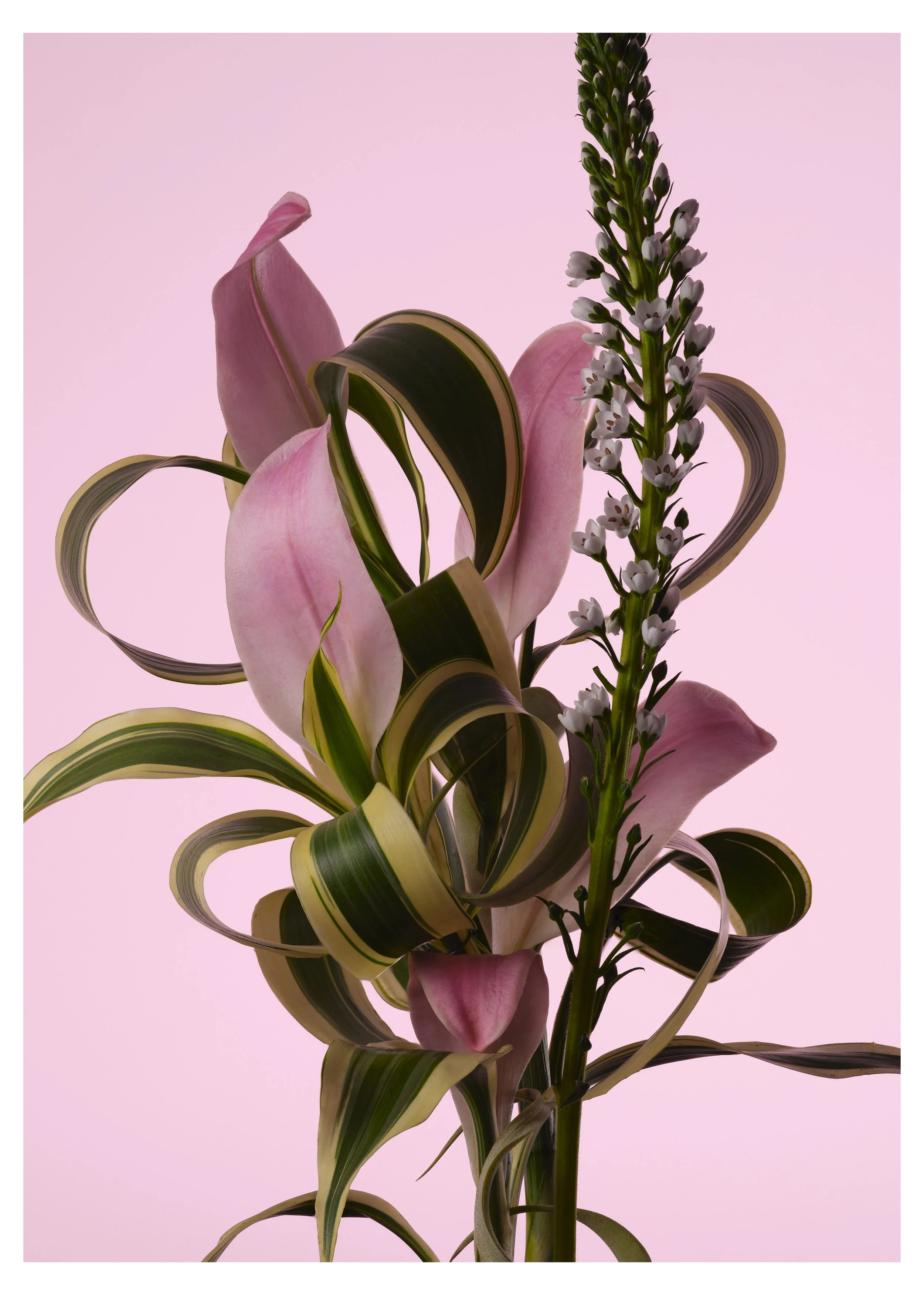 FLEURS-2407-FOCUS copie 2.jpg