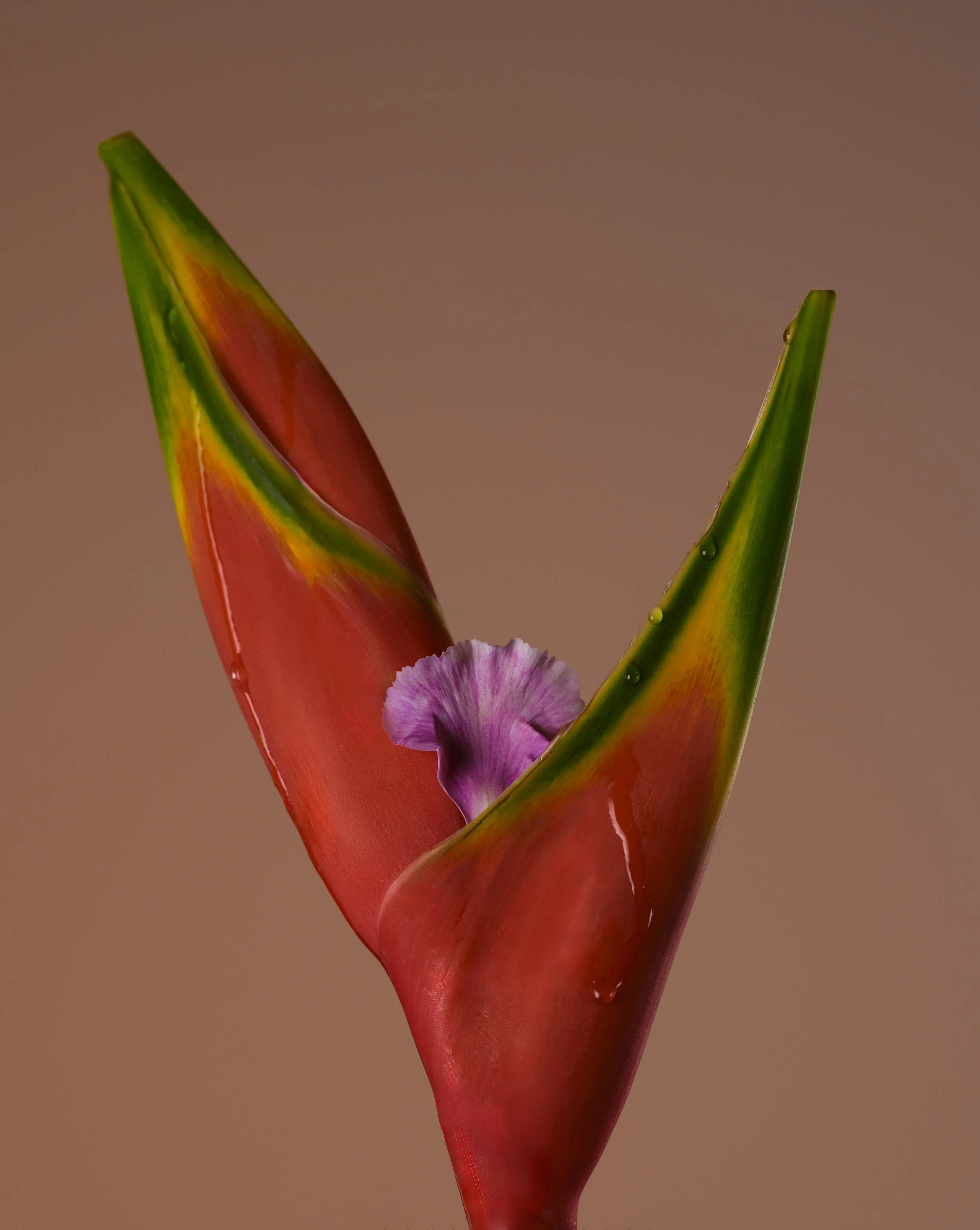 FLEURS-2244 copie.jpg