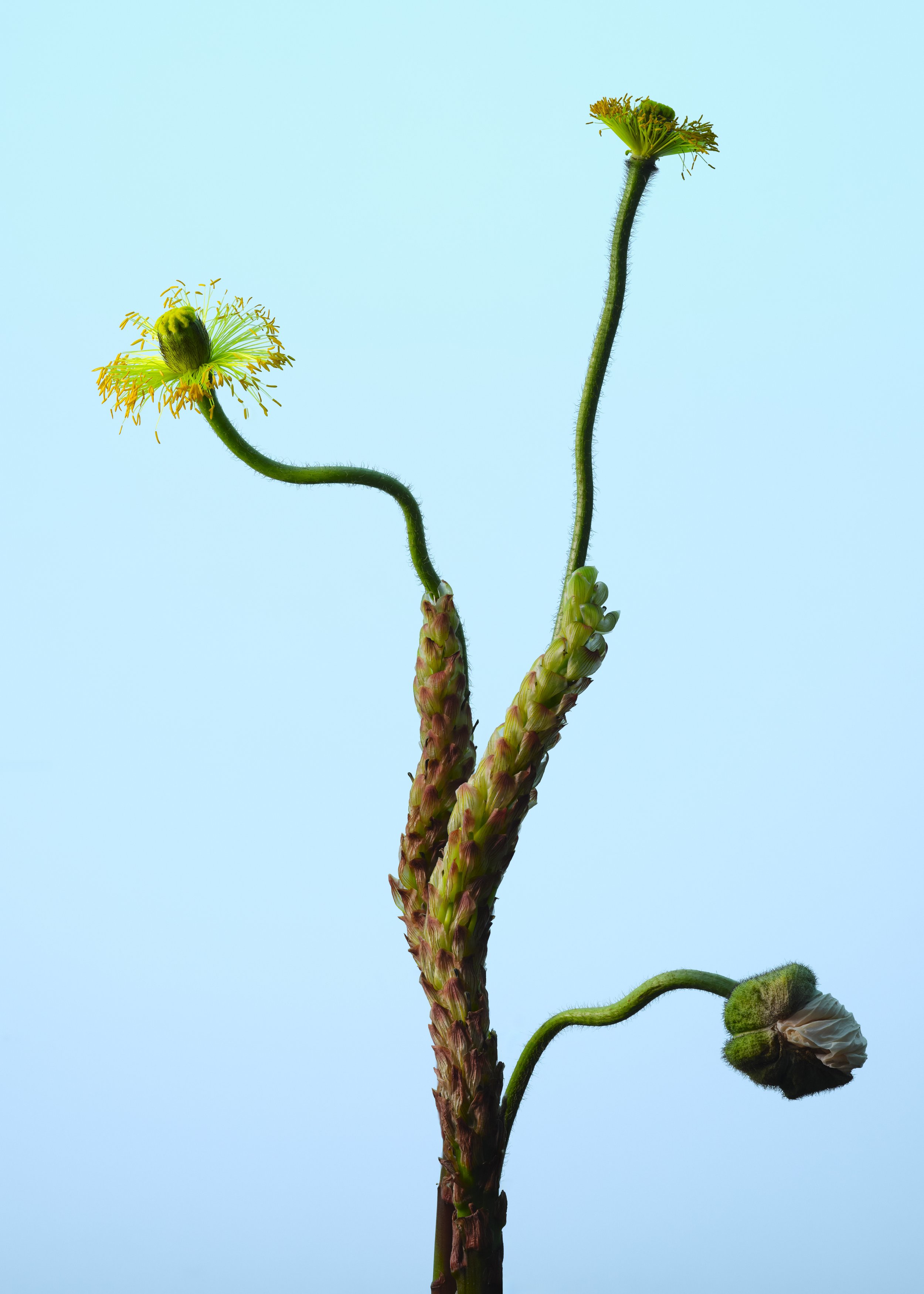 FLEURS-2468-FOCUS copie.jpg