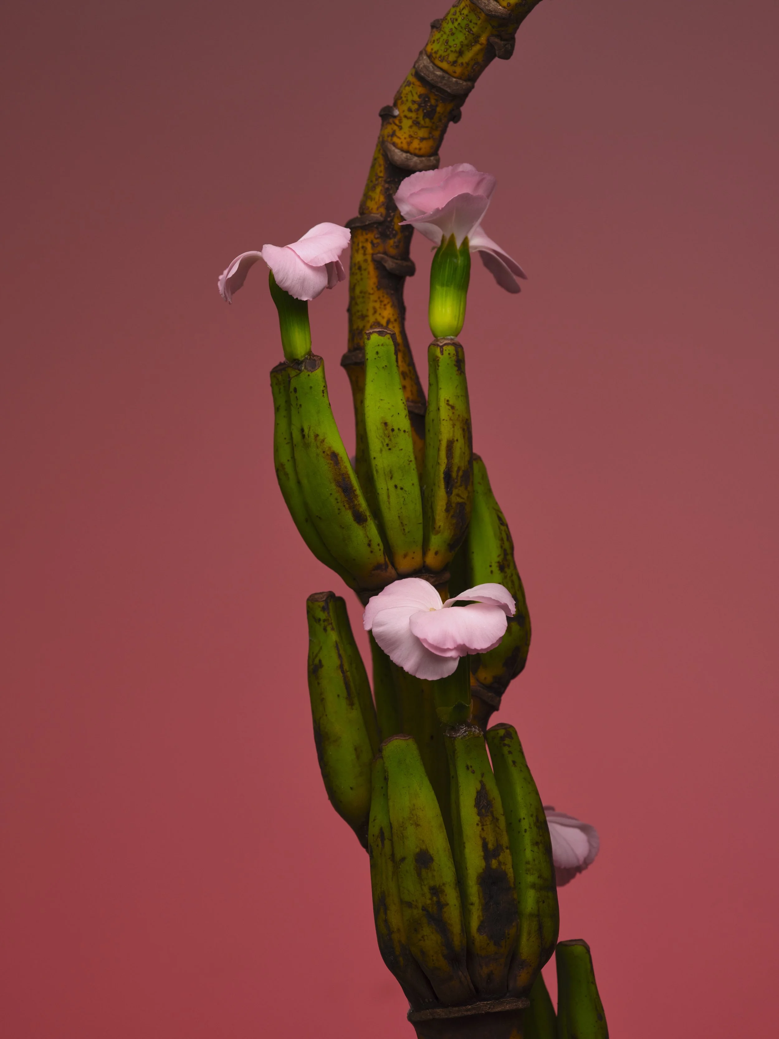 FLEURS-2110 copie.jpg