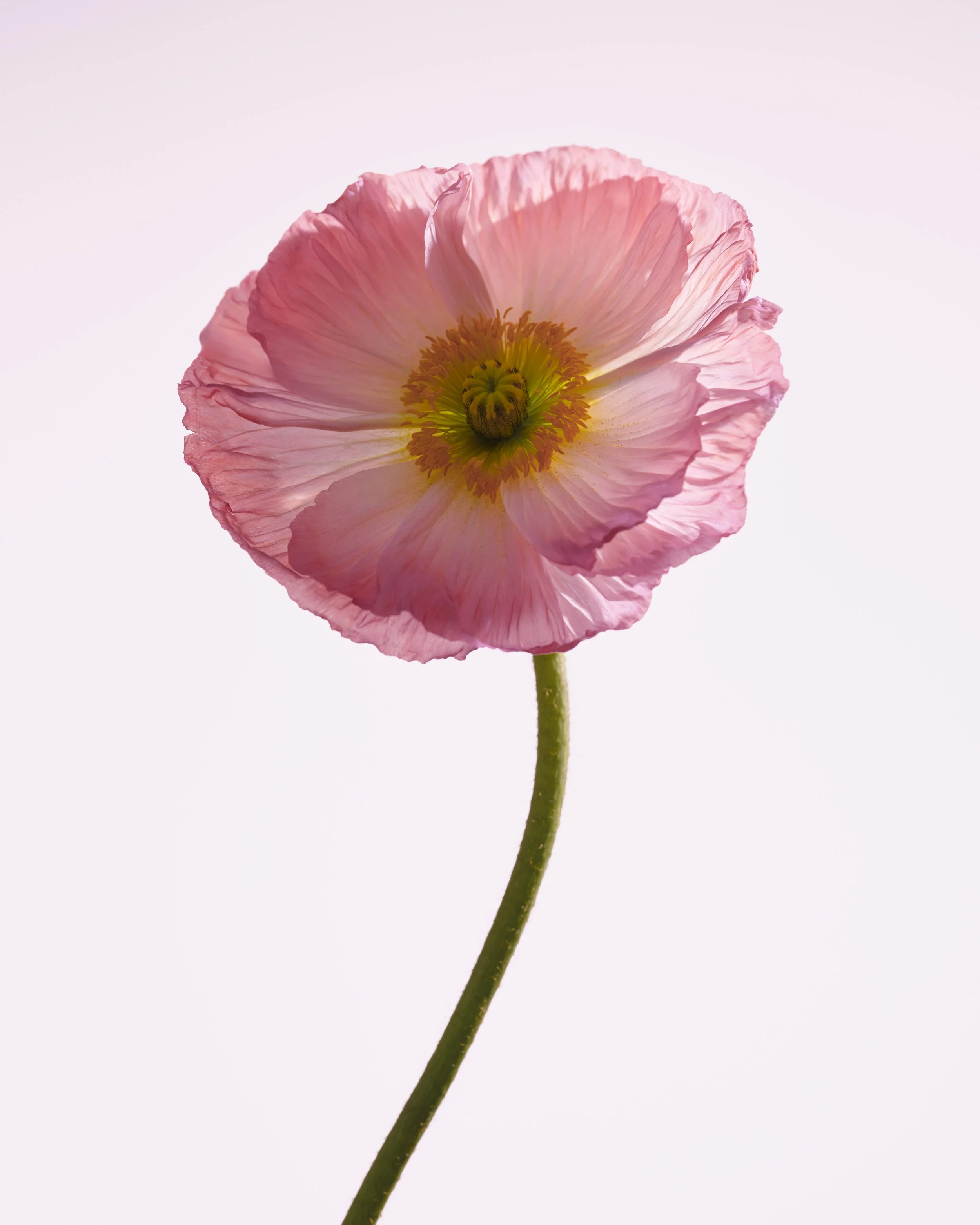 FLEURS1846 copie.jpg