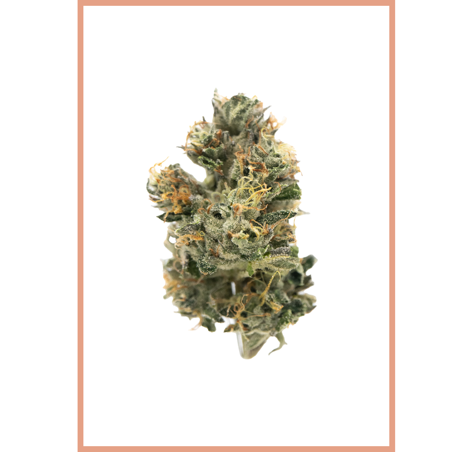 Lemon Cherry Gelato