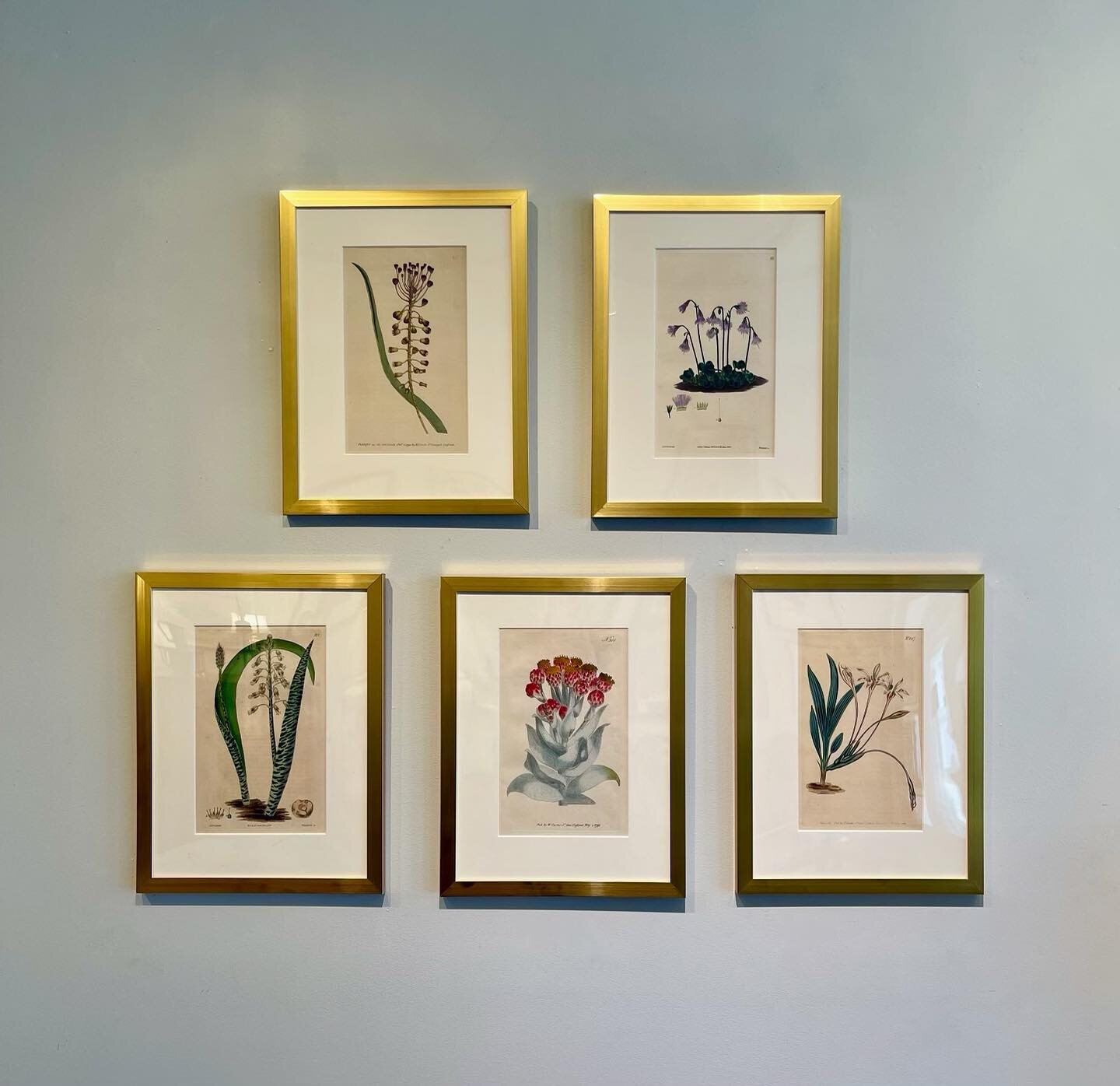 Recent arrivals are these five beautiful aquatint botanical engravings c1800