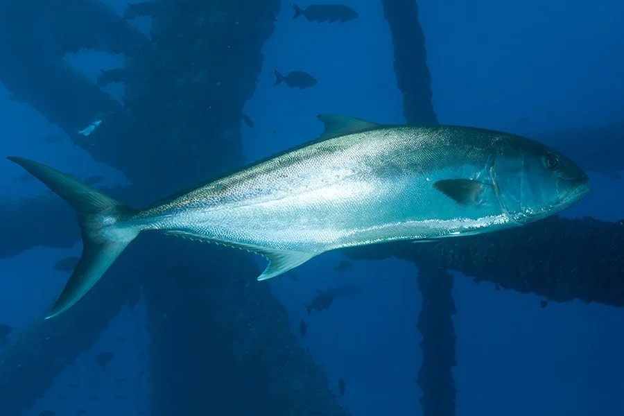 greater-amberjack-noaa.jpg