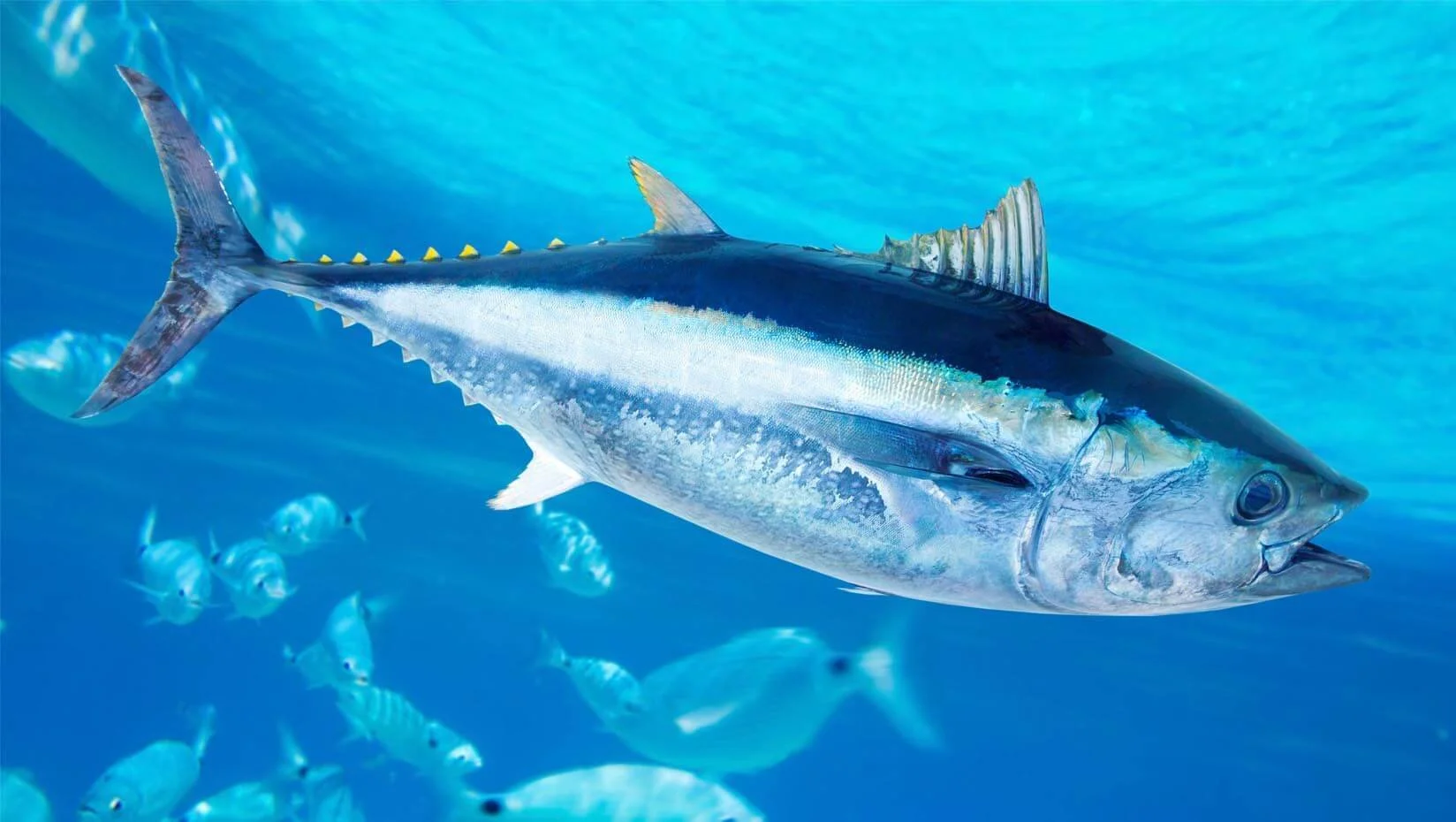 Bluefin-tuna-news-feature.jpg