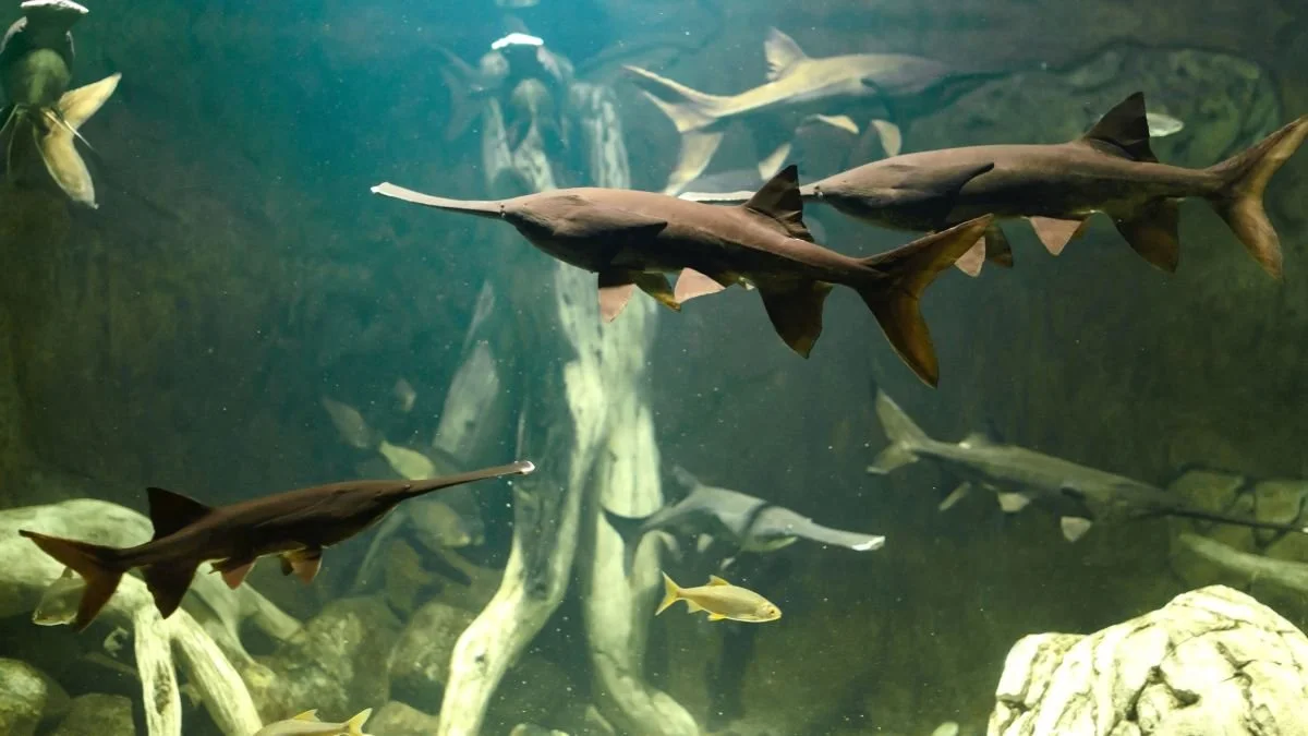 Chinese paddlefish.jpeg