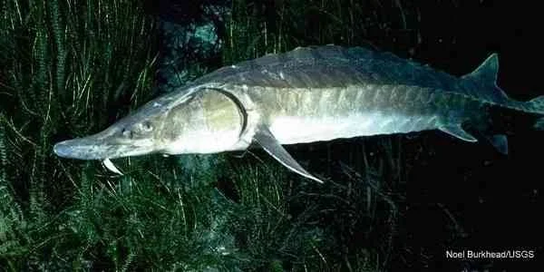 Gulf sturgeon.jpeg