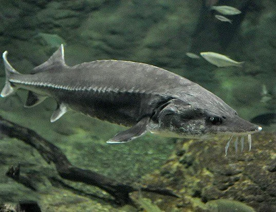 The Amur sturgeon-.jpeg