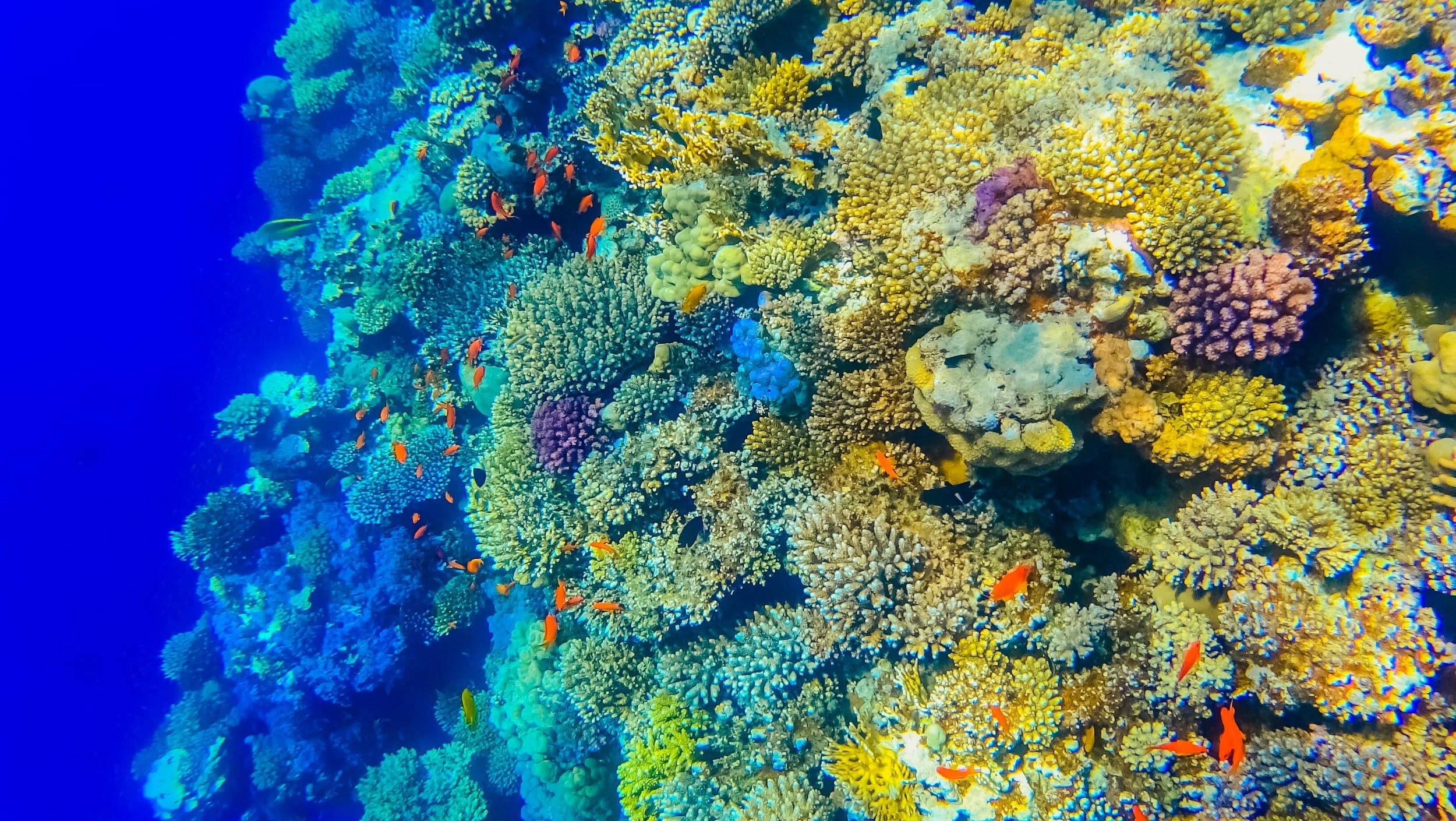 The Ocean's Rich Diversity: How Many Fish and Other Animals Live in the Vast Ecosystem and How Everything Functions Together