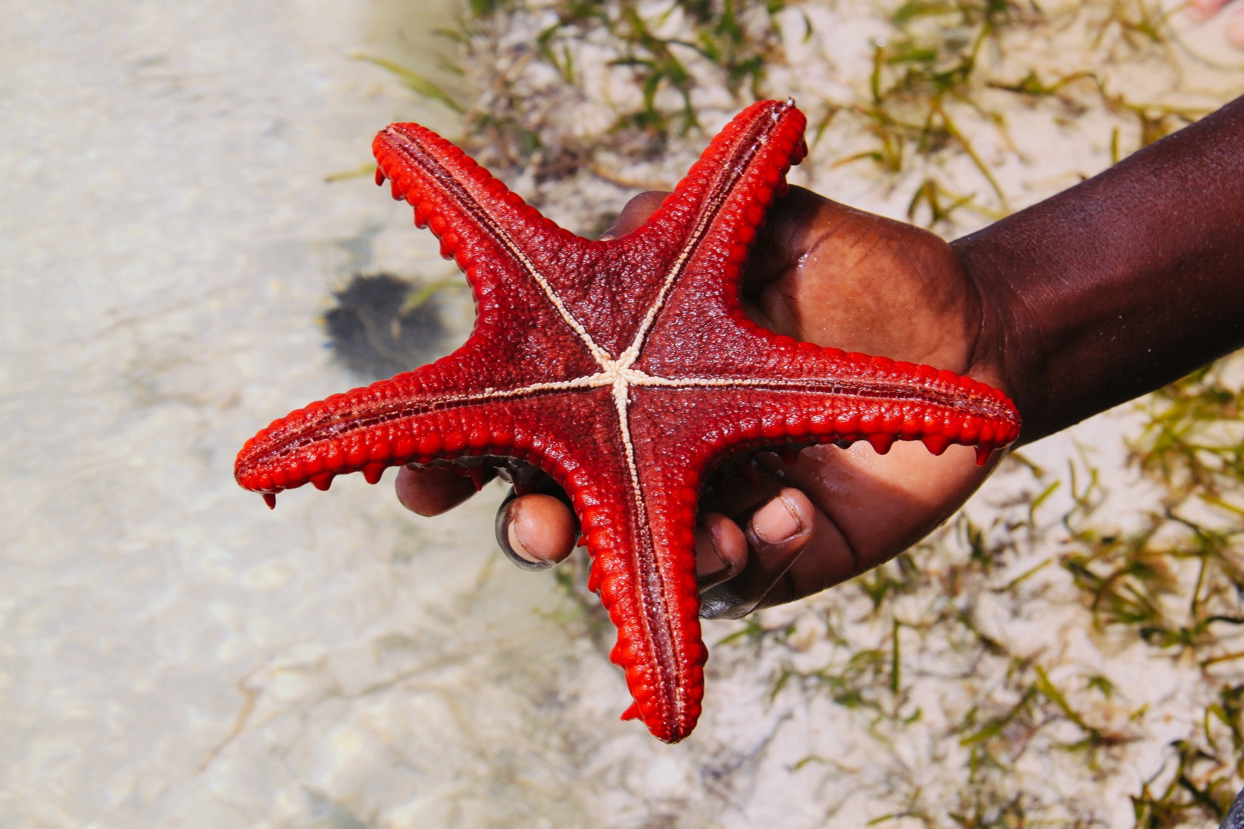 starfish