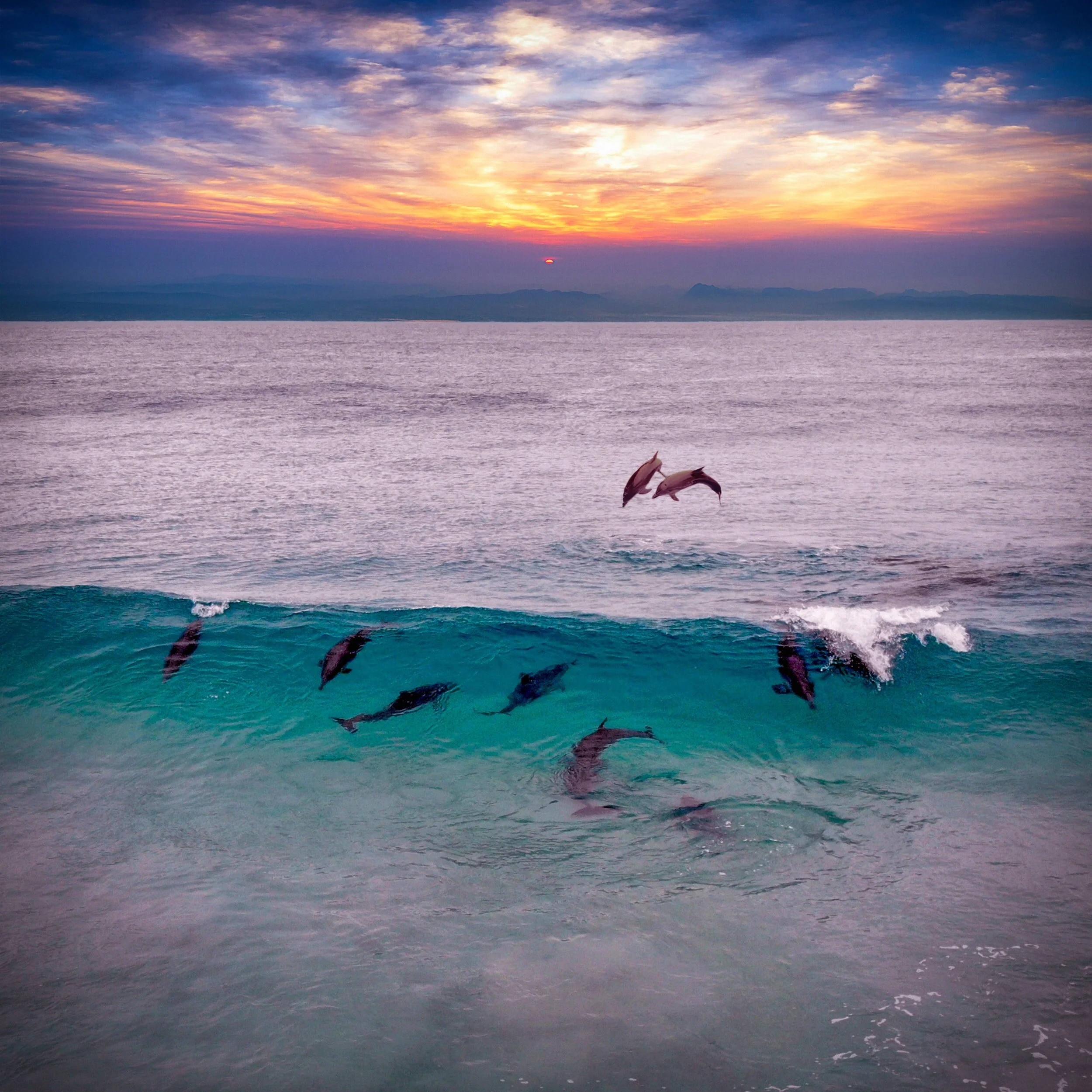 The Joyful Leaps of Dolphins: What We Can Learn from their Playful Jumps