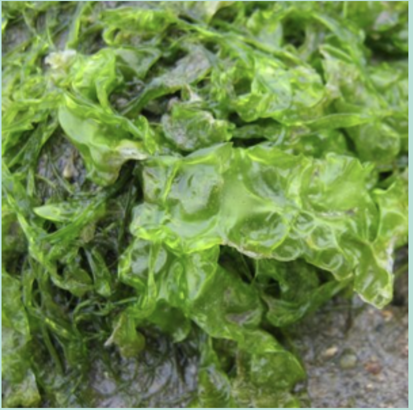 Screenshot 2023-06-14 at 3.25.41 PM.png