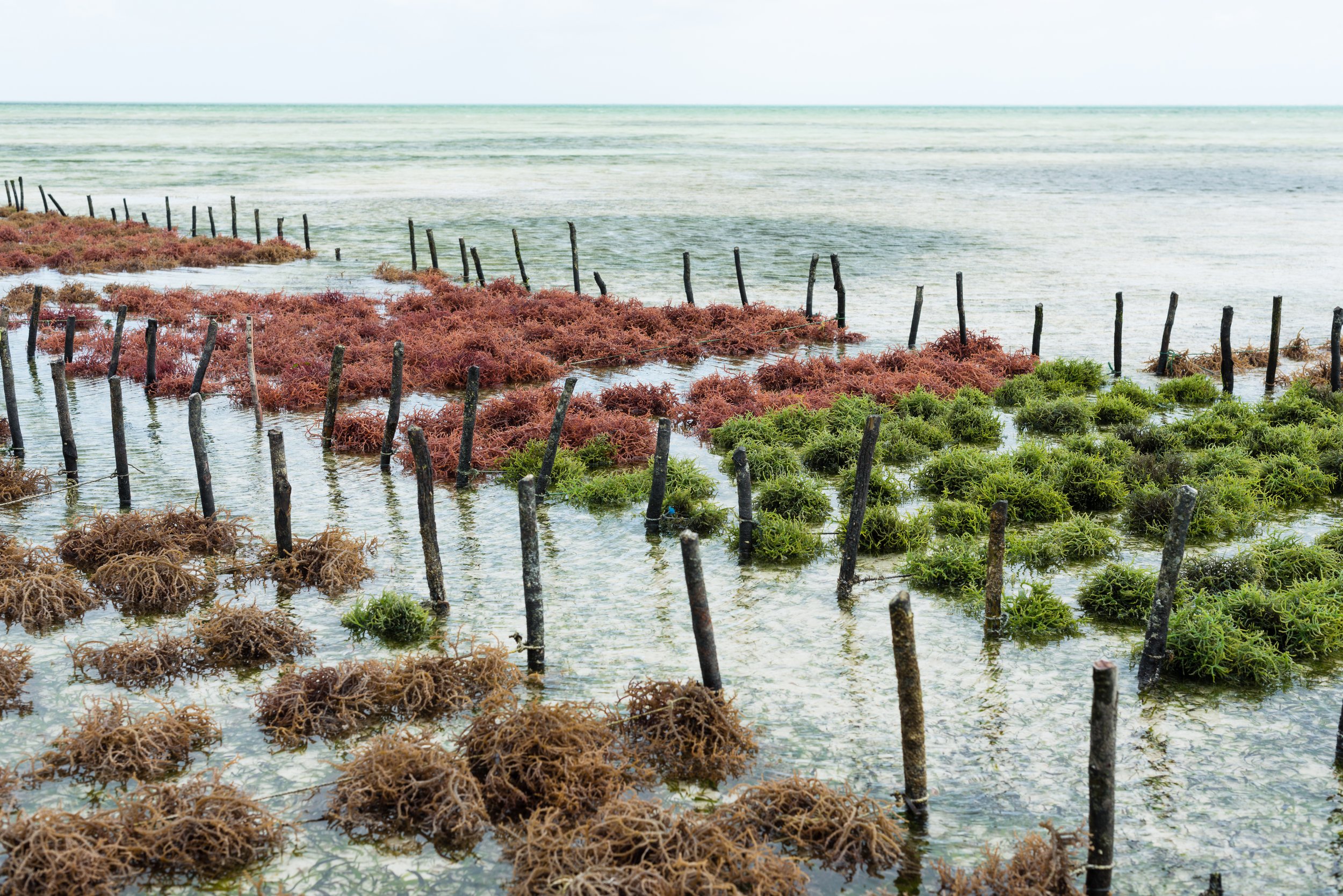 Part 4: Cultivating a Sustainable Seaweed Farm for Food Production: A Step-by-Step Guide 