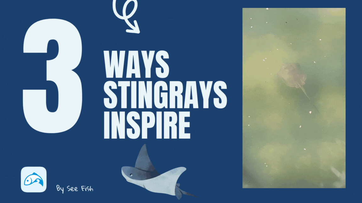 3 Ways Stingrays Inspire Healthcare, Aerospace, and Boating