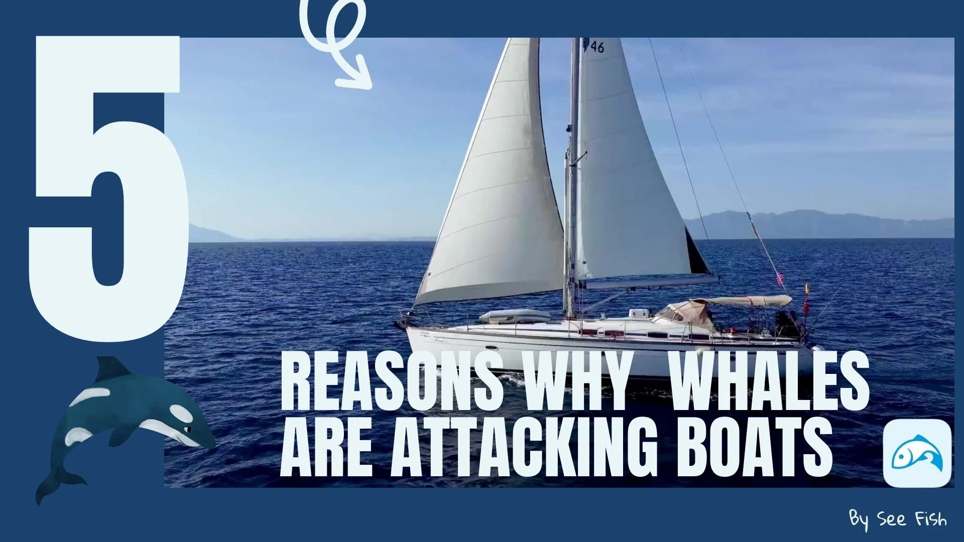 The 5 Reasons Why Whales Are Attacking Boats
