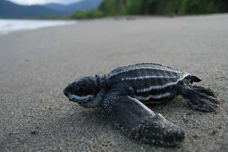 leatherback turtles
