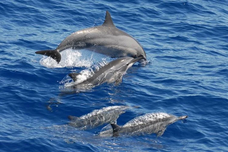 spinner dolphins