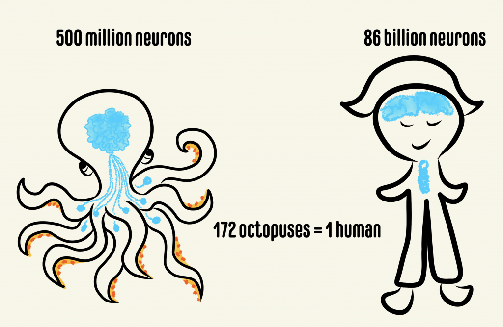 octopus and human nervous system