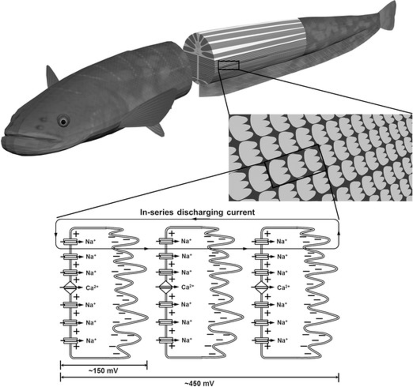 electric current of eel