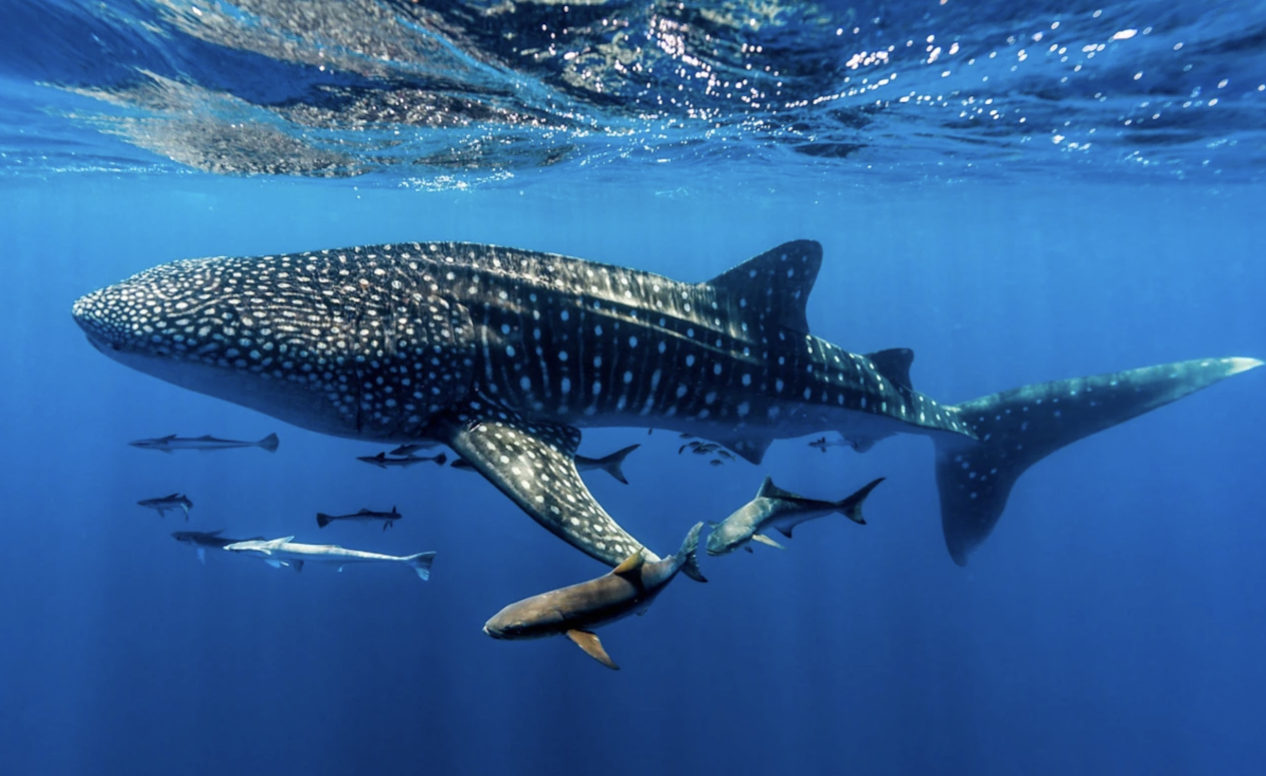 Whale Sharks