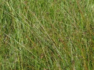 DSC04713-300x225.jpg