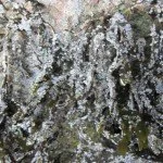 roe-on-bladderwrack-150x150.jpg