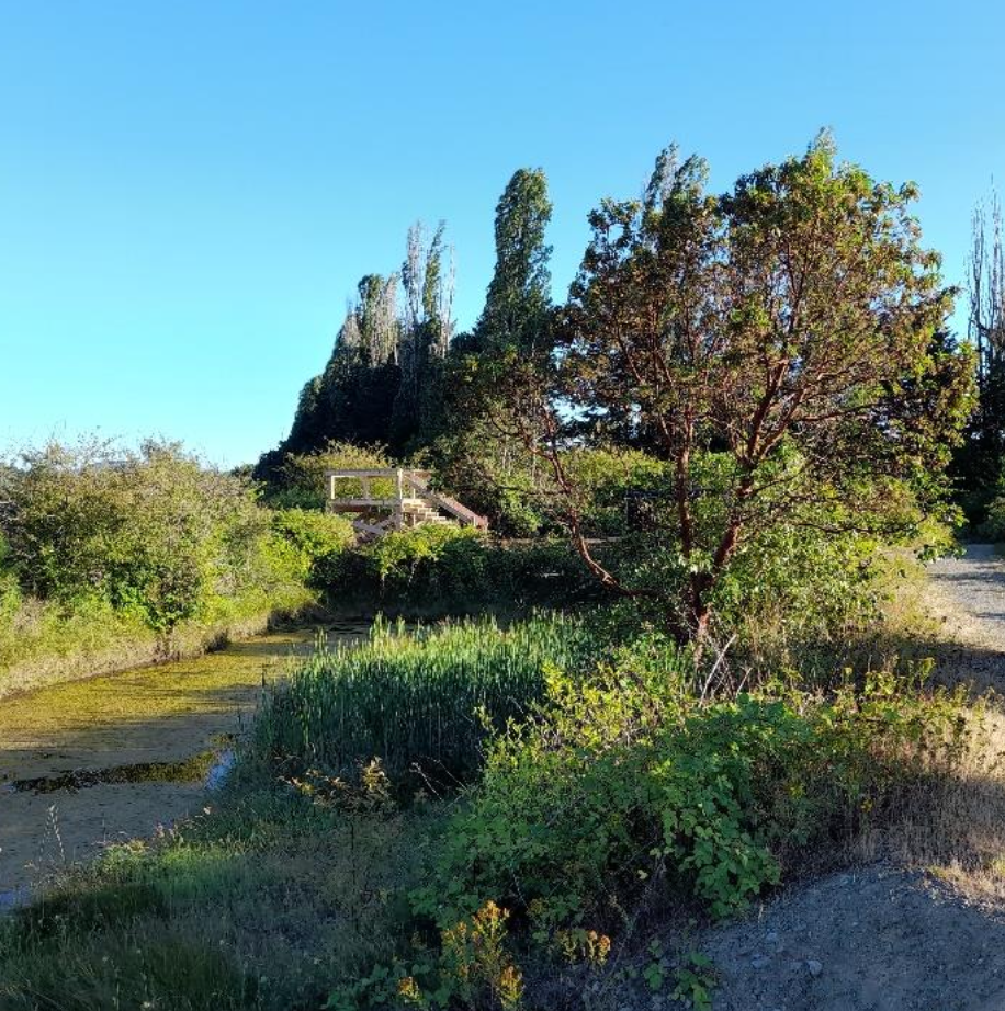 New Timber Viewing Platform Opens Overlooking Cowichan Estuary Saltmarshes