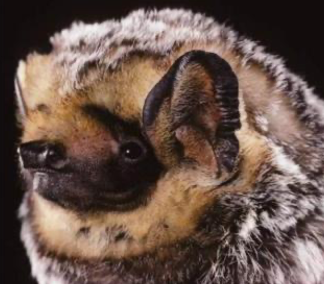 CERCA’s 2025 Bat Monitoring Project Report