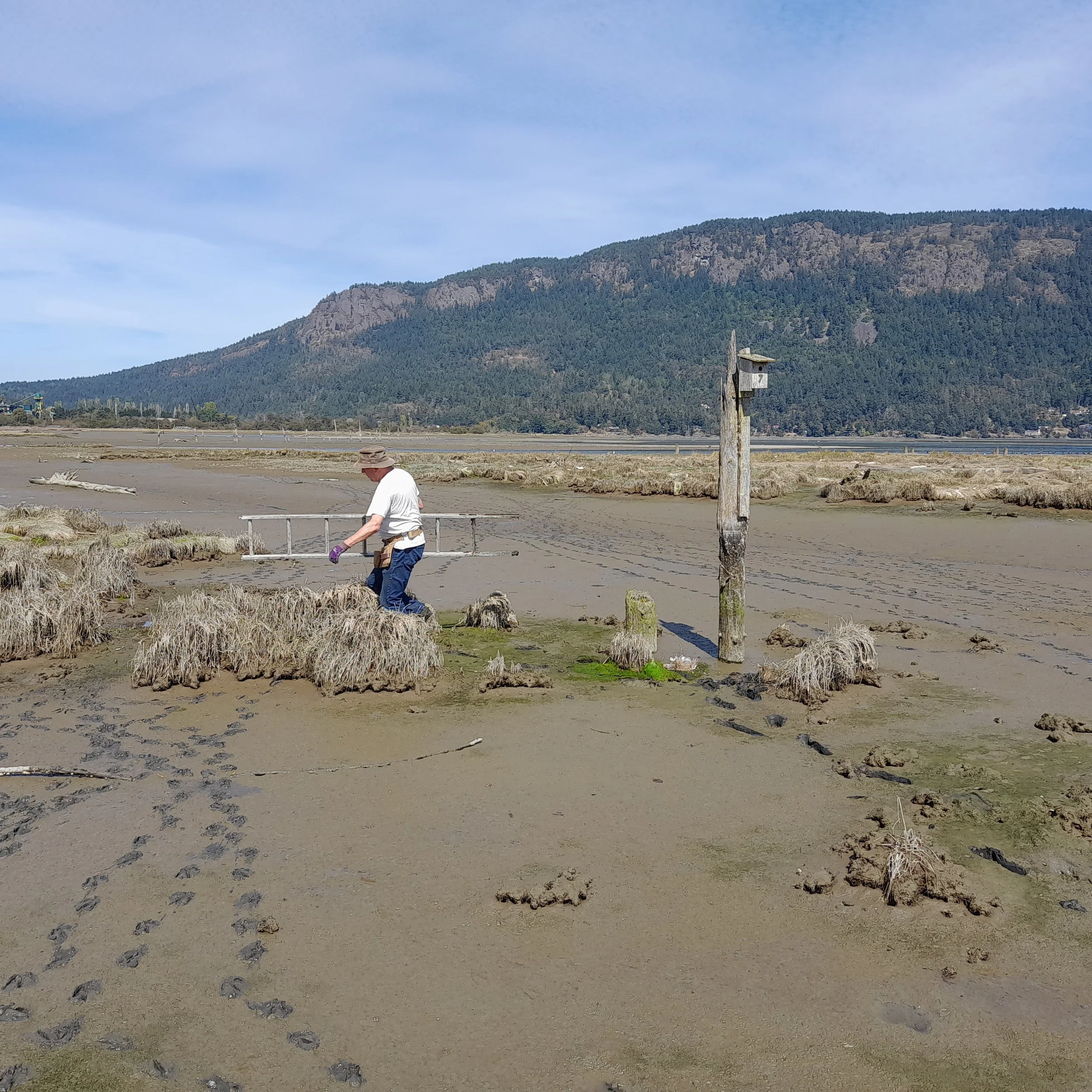 2026 Cowichan Estuary Tree Swallow Nest-Box Monitoring Results