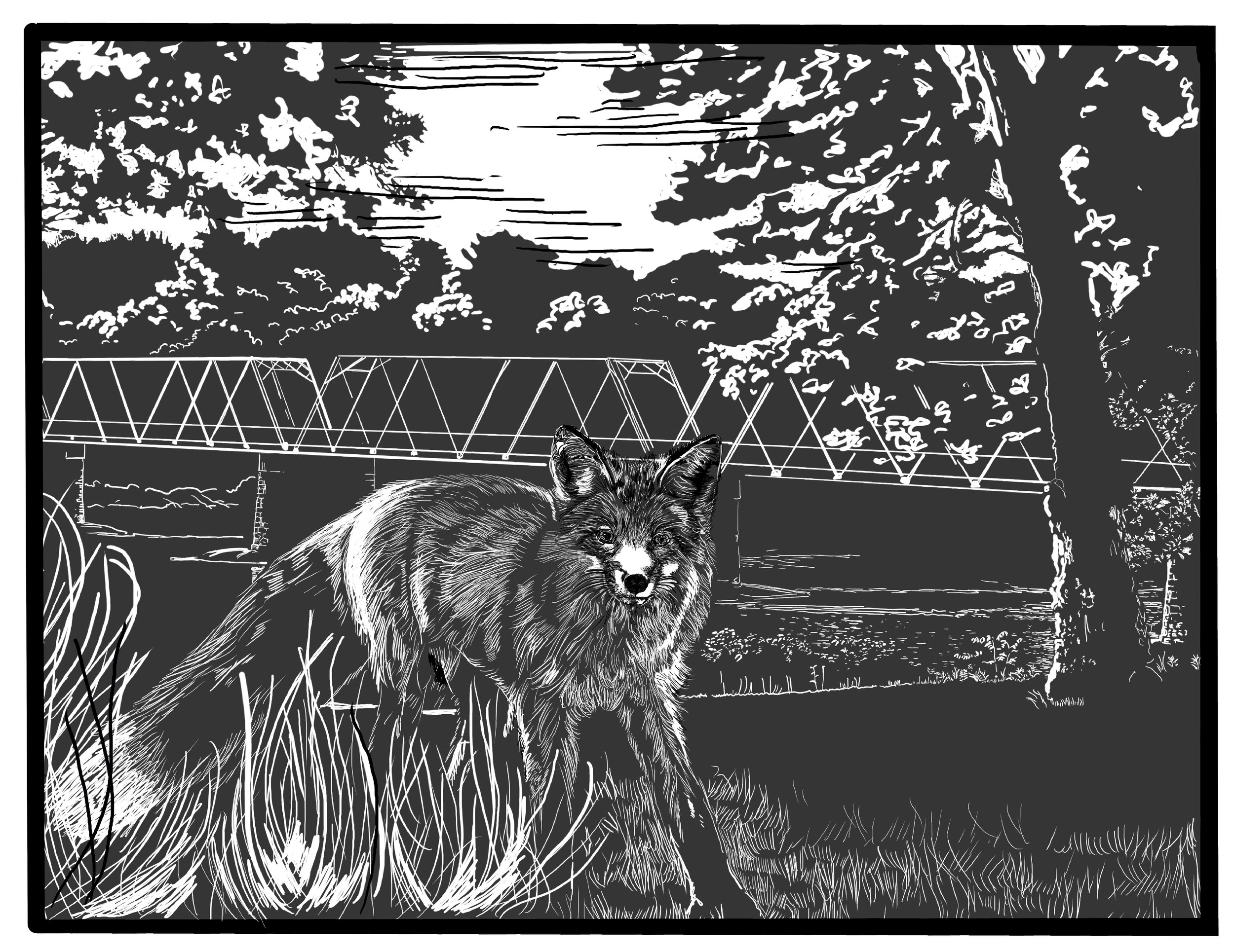 Fox in the Park