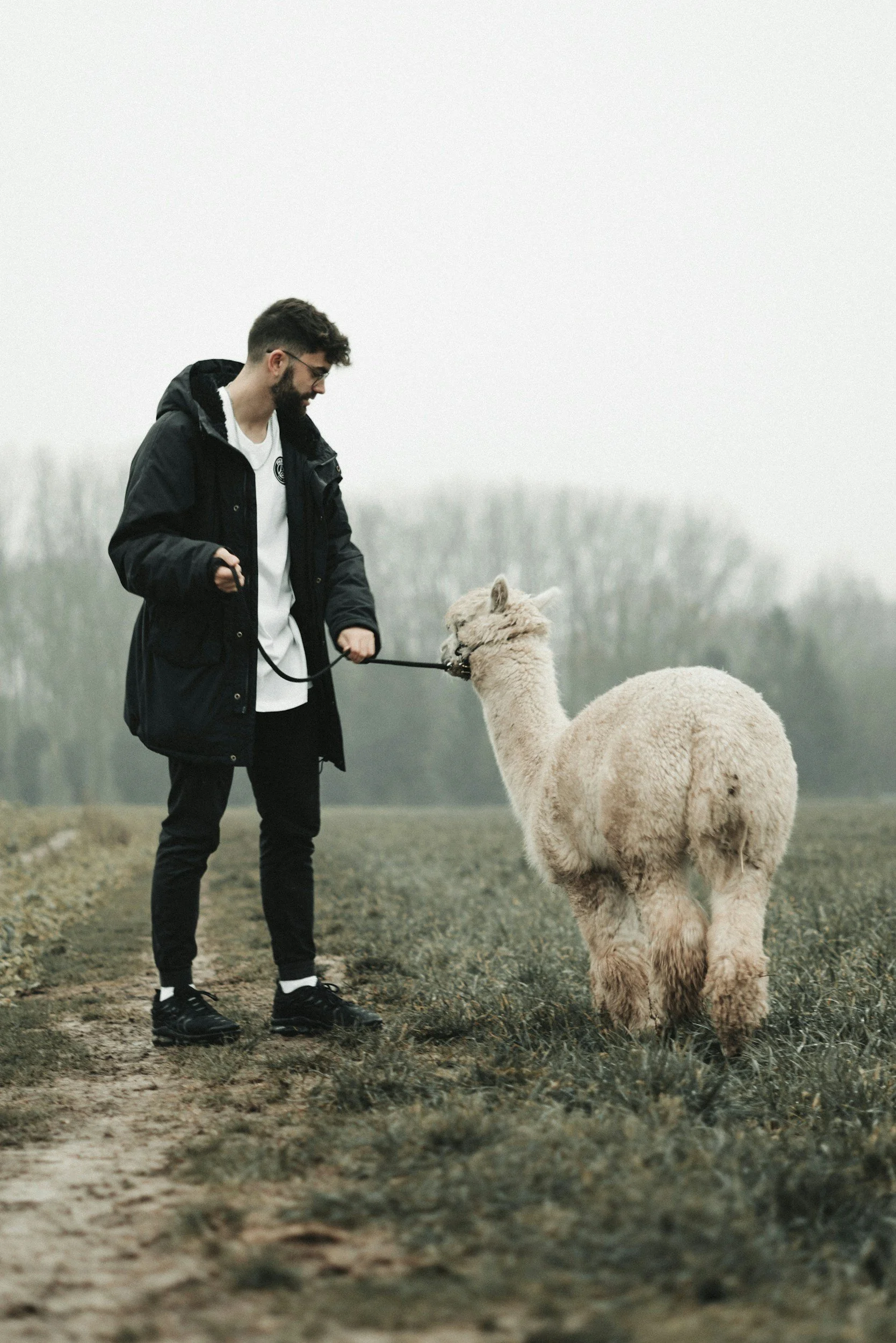 unique stag do alpaca walk