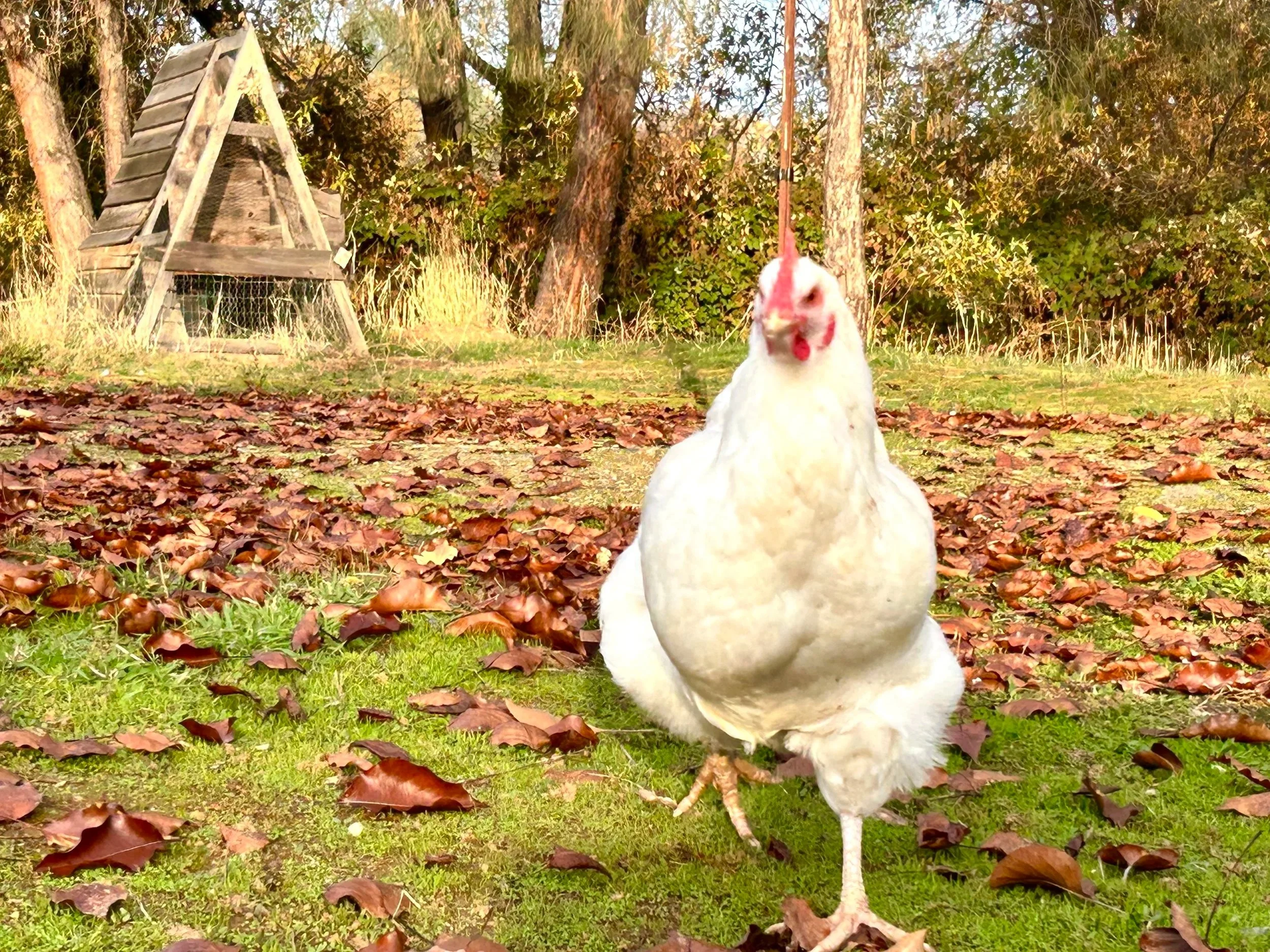 In the Midst of Fall at TBH Farm 
