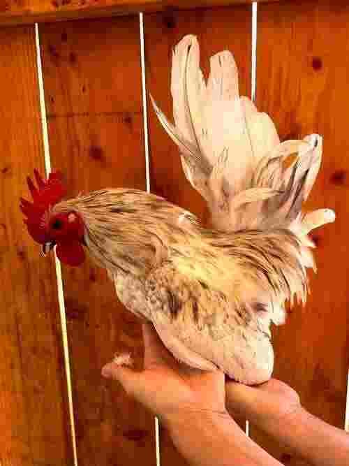 Serama Hatching Eggs, Micro Chicken, Kikiriki Hatching Eggs