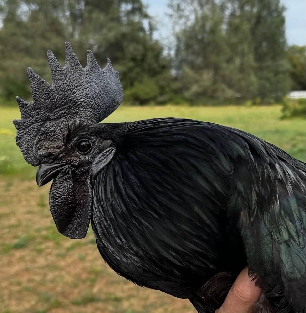 Ayam Cemani Eggs
