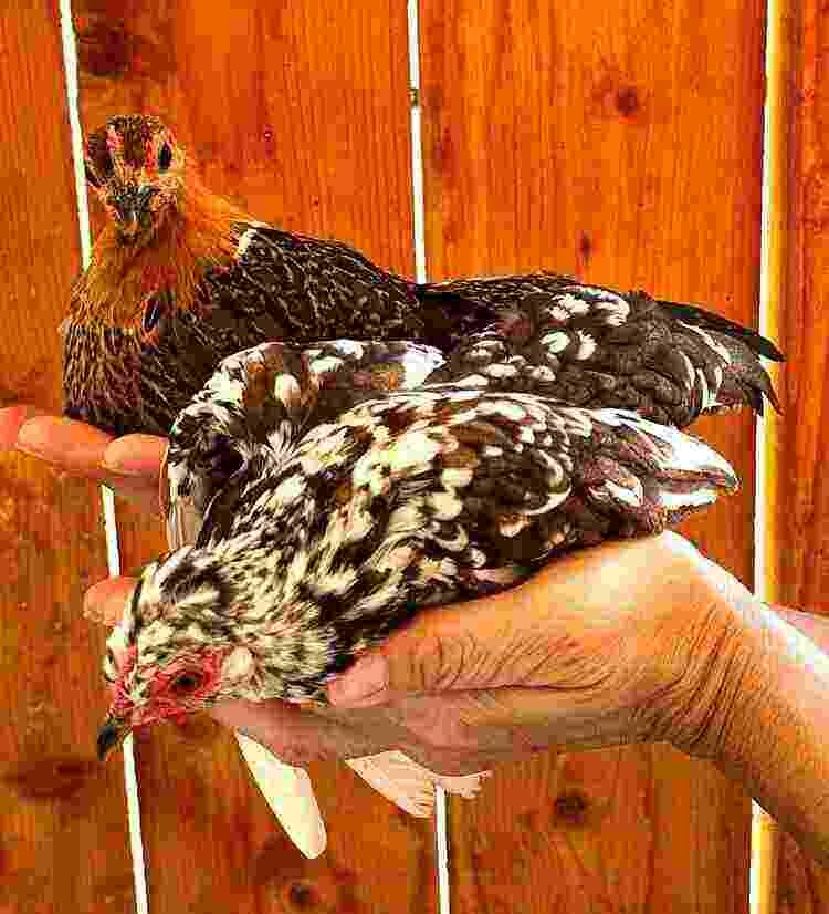 Serama Hatching Eggs, Micro Chicken, Kikiriki Hatching Eggs