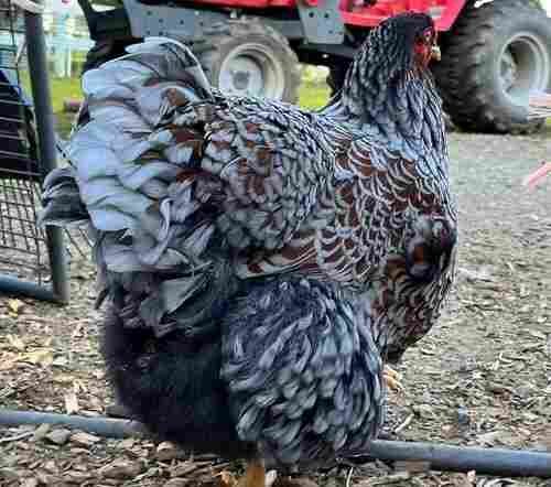 A fluffy chicken with patterned black feathers standing in a farm setting, with a red tractor in the background.