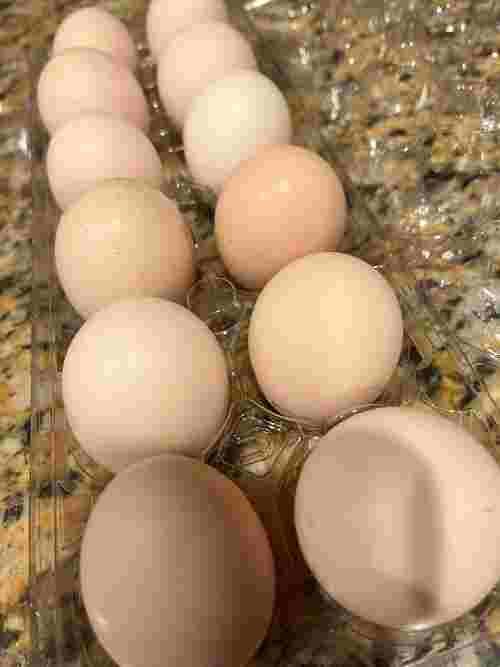 Fertilized Ayam Cemani Eggs.jpg
