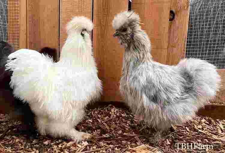 Silkie Hatching Eggs For Sale.jpg